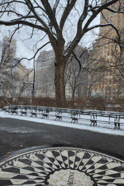 American Elm to the West of the Imagine mosaic in Central Park, New York City.